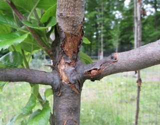 Хімічний захист саду від хвороб кори і деревини